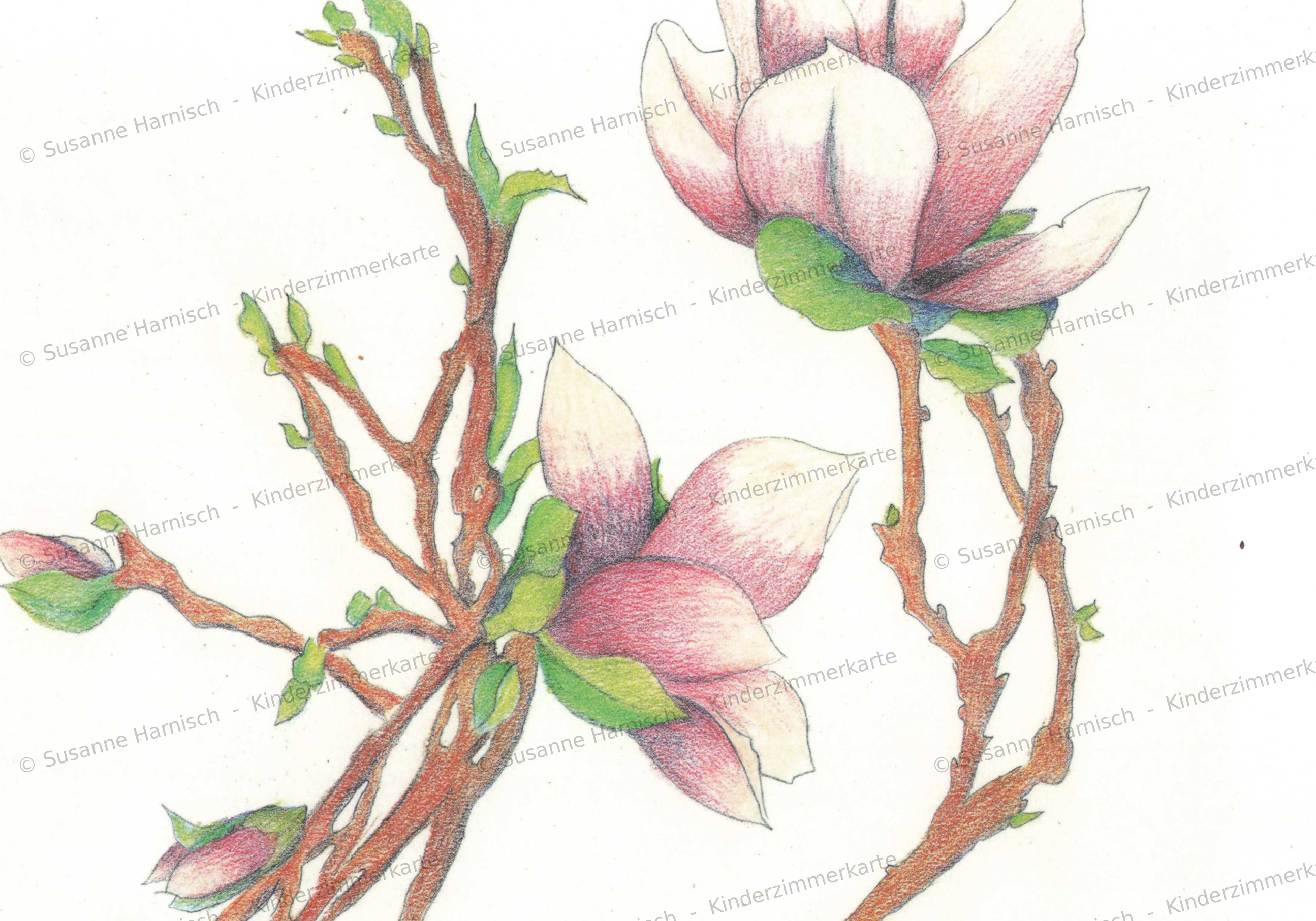 scan/Blume.png